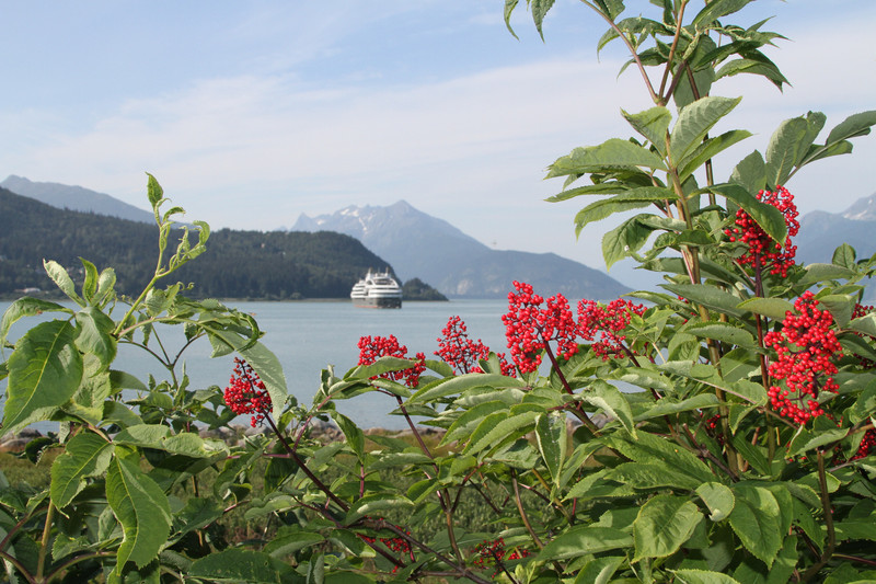 Cruise Ship coming into Haines