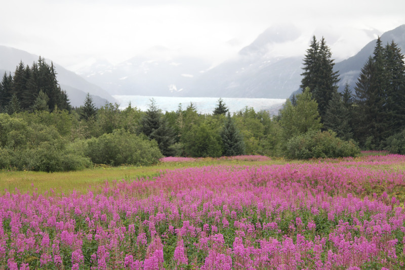 Mendenhall Glacier and Fireweed