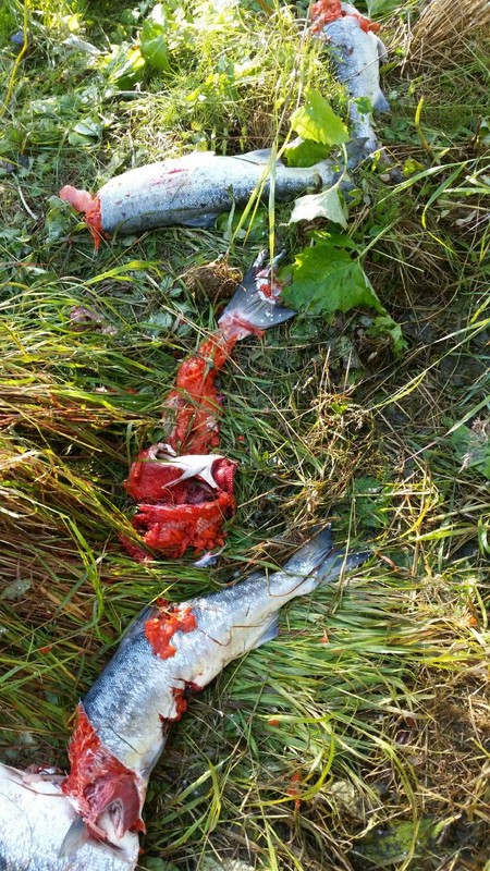 Salmon Carnage after Bears