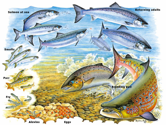 Salmon Lifecycle