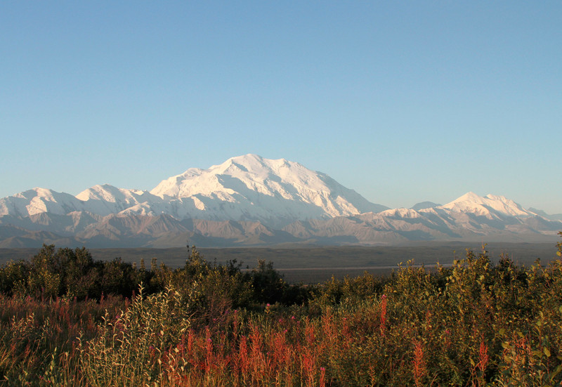 Denali morning with fireweed