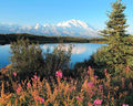 Denali and Fireweed from Reflection Pond