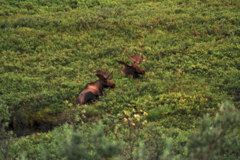 Two Bull Moose Near Eielson