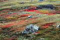 Closeup of Fall colors on tundra