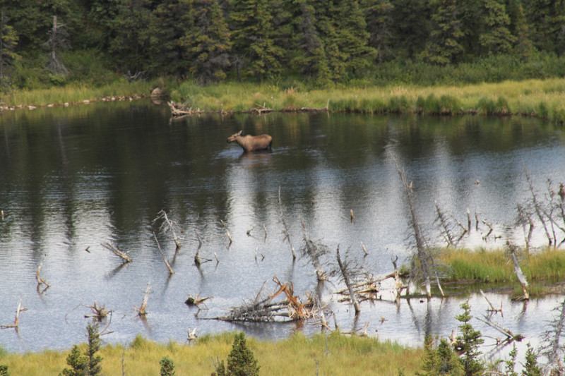 Moose in lake near Donnelly Dome