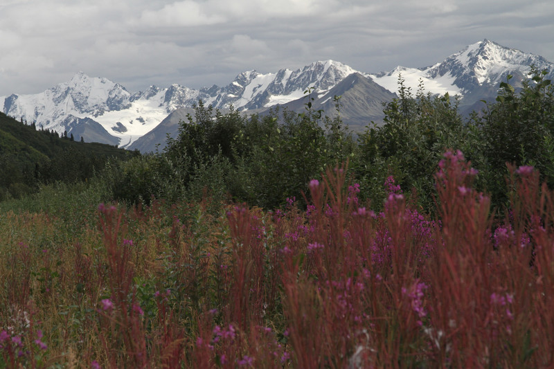 Fireweed and snowcaps along Richardson Hwy