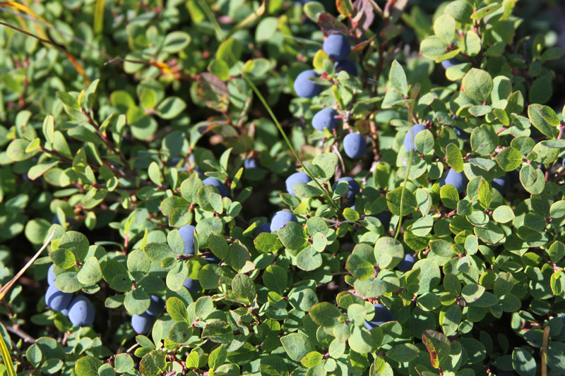 2015 08 14 Closeup of wild blueberries