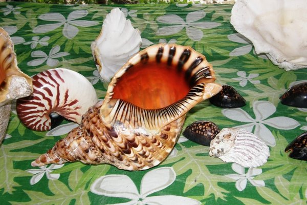 Amazing shells