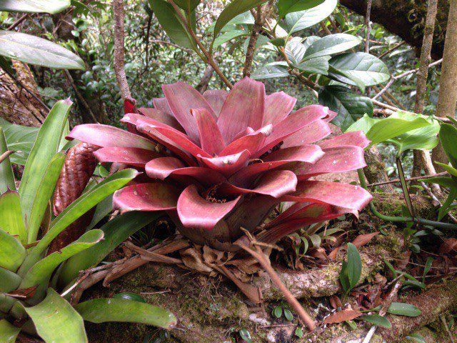 An incredible flower growing on a tree