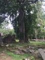 The jungle beside Preah Khan