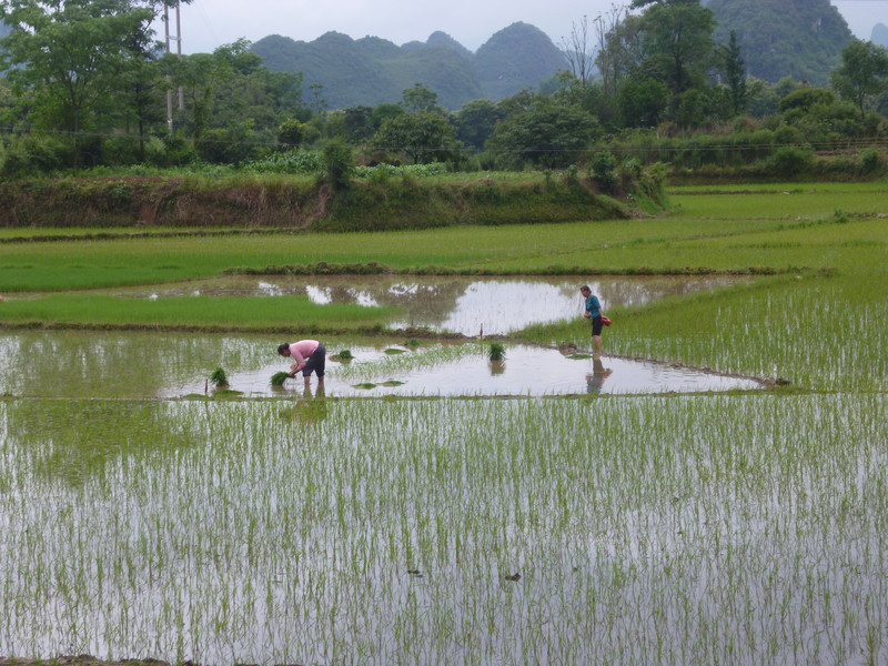 Rice planting