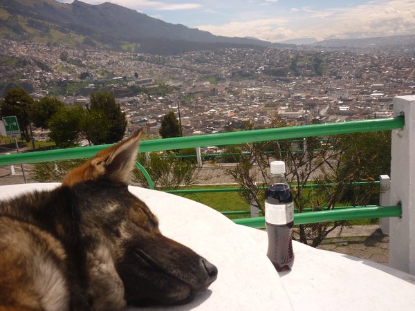 Overlooking Quito...found me a cute dog and a diet coke