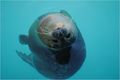 Playful Seal