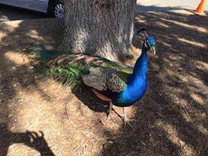 peacock victoria