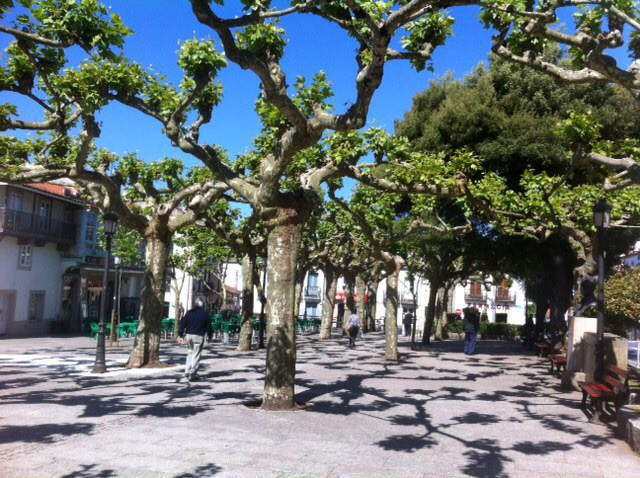 Trees in the plaza