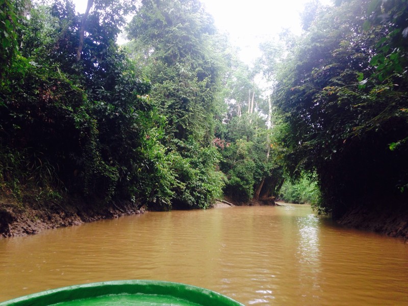 Wildlife spotting on Kinabatangan river in the Borneo rainforest 