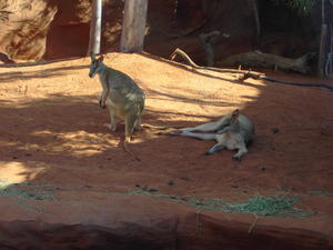 Sydney Wildlife World
