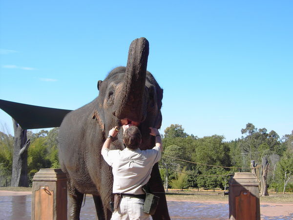 Australia Zoo - Elephant Encounter
