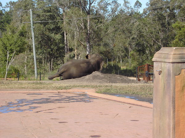 Australia Zoo - Elephant Encounter