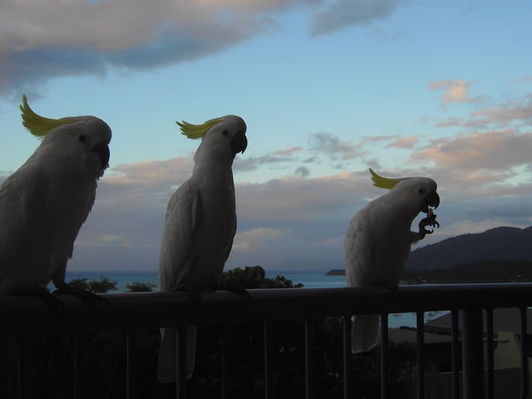 Airlie Beach - Cockatoos