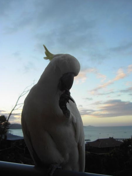 Airlie Beach - Cockatoos