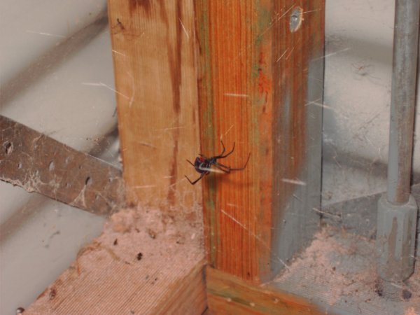 The deadly Redback spider