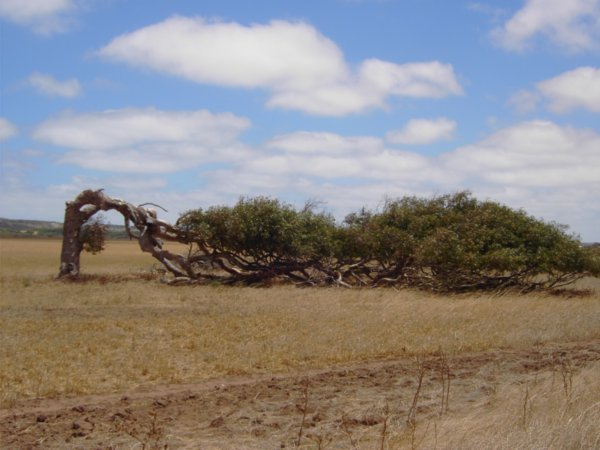 The leaning trees of Greenough