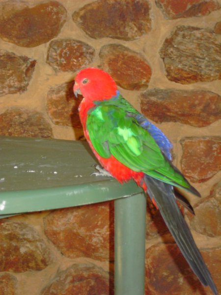 And more amazing colourful birds at Rainbow Jungle