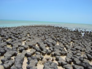 Living stromatolites at Hamelin Pool