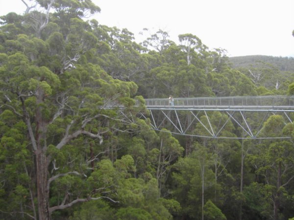 The impressive treetop walk in the Valley of the Giants, between Walpole and Denmark (WA)