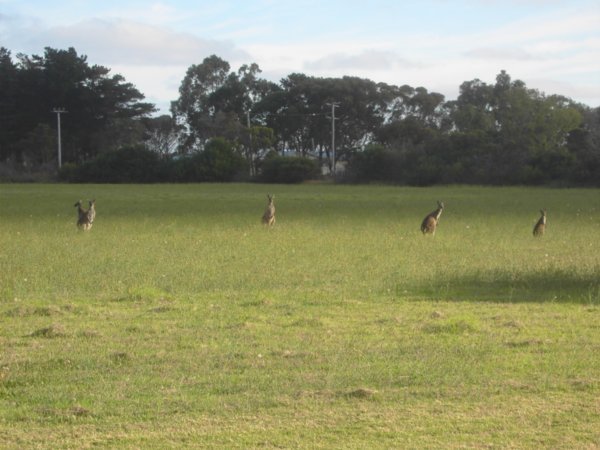 Kangaroos in our caravan park in Albany