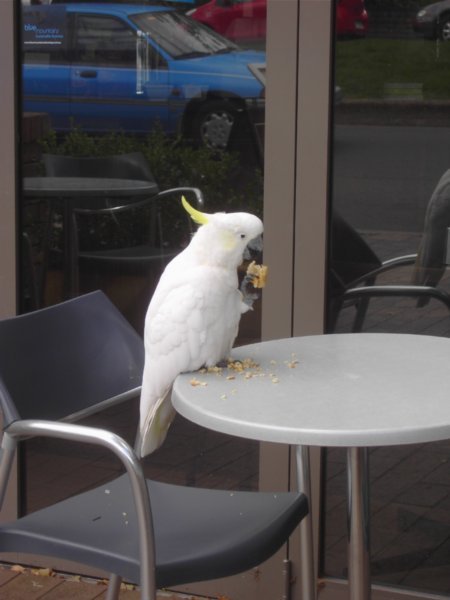 A sulphur crested cockatoo enjoys a Belgian waffle, as we say farewell to the village of Leura.