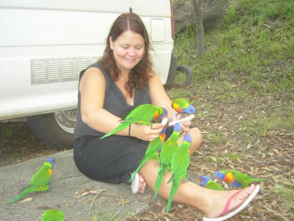 Back in Sydney, we enjoy the bright colours of the lorickeets one last time...