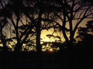 Sunset in the Nullarbor  doesn’t “nullus arbor” mean “no tree” in Latin ?