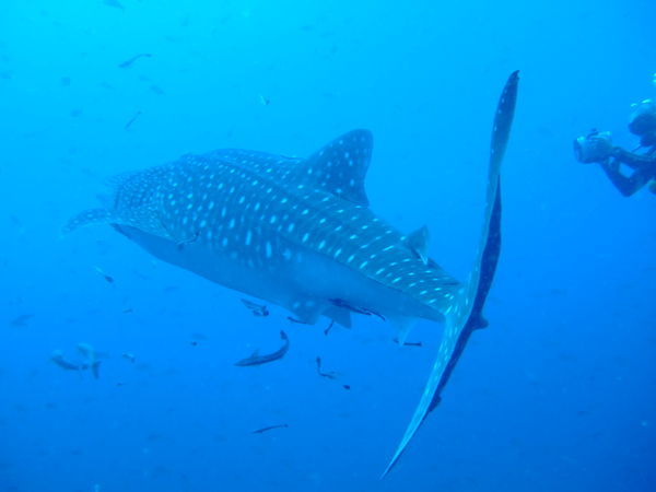 Off to see the mythical whale shark