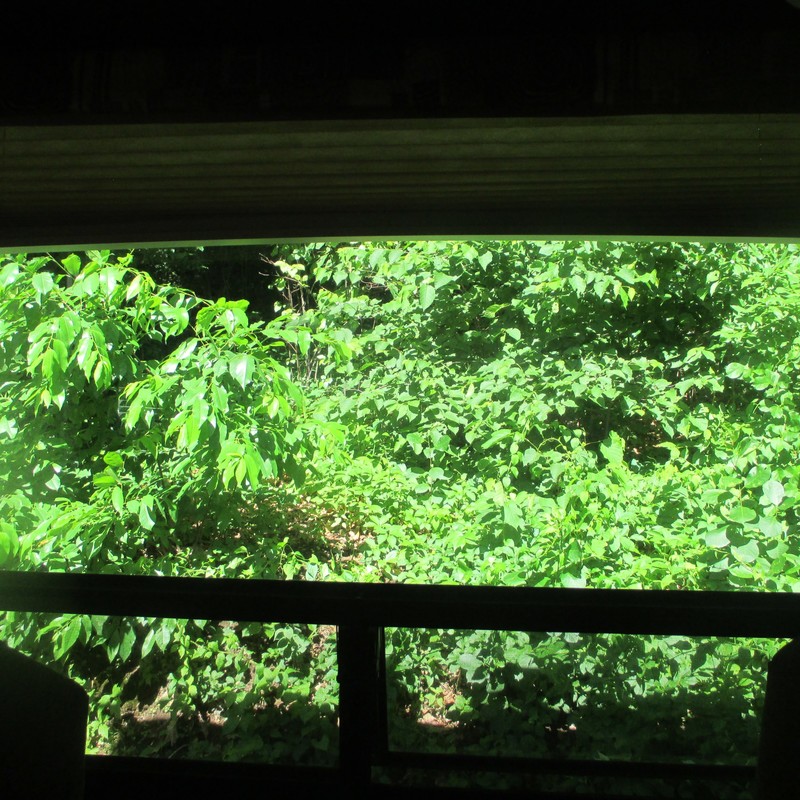 View from our back window...lots of trees!