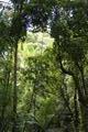 The wonderful rainforest reserve