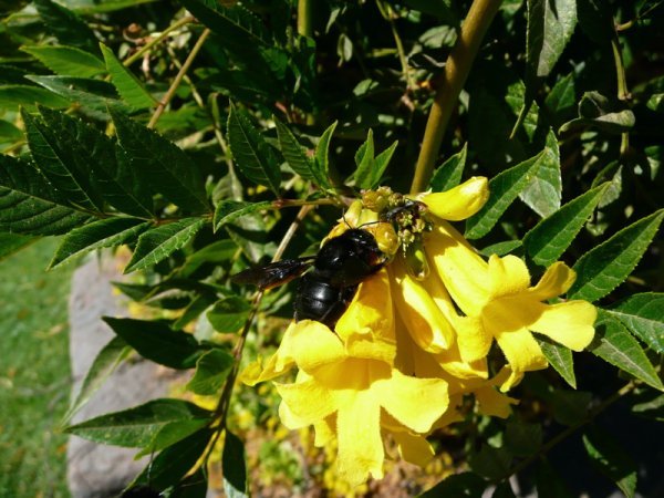 Big black bees