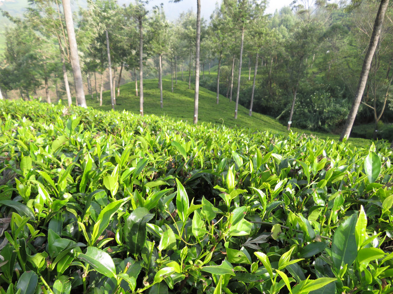 Pedro Tea Plantation, Nuwara Eliya