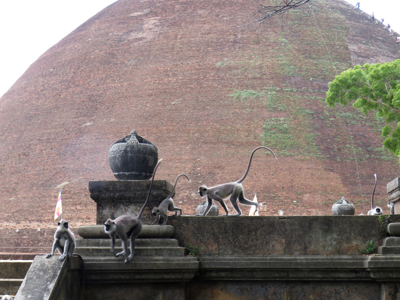 Grey langurs at Abhayagiri Dagoba, Anuradhapura