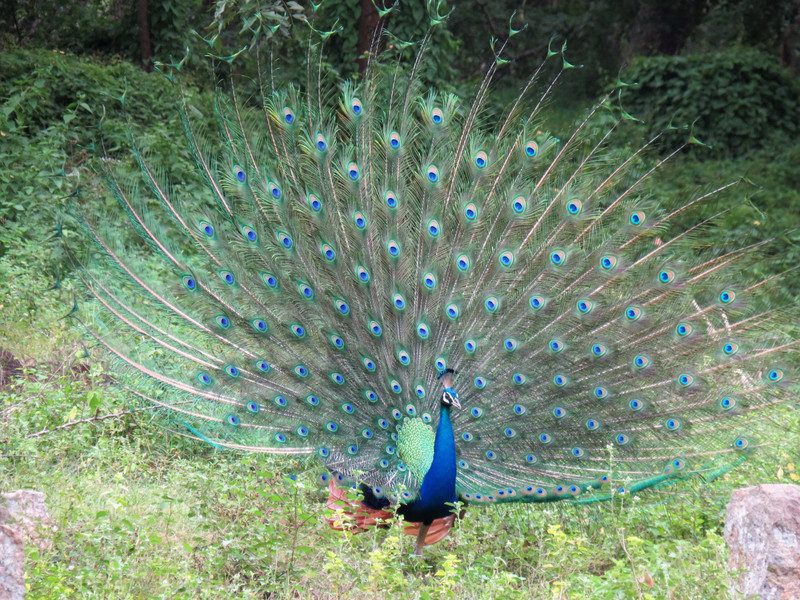 Peacock at Anuradhapura...