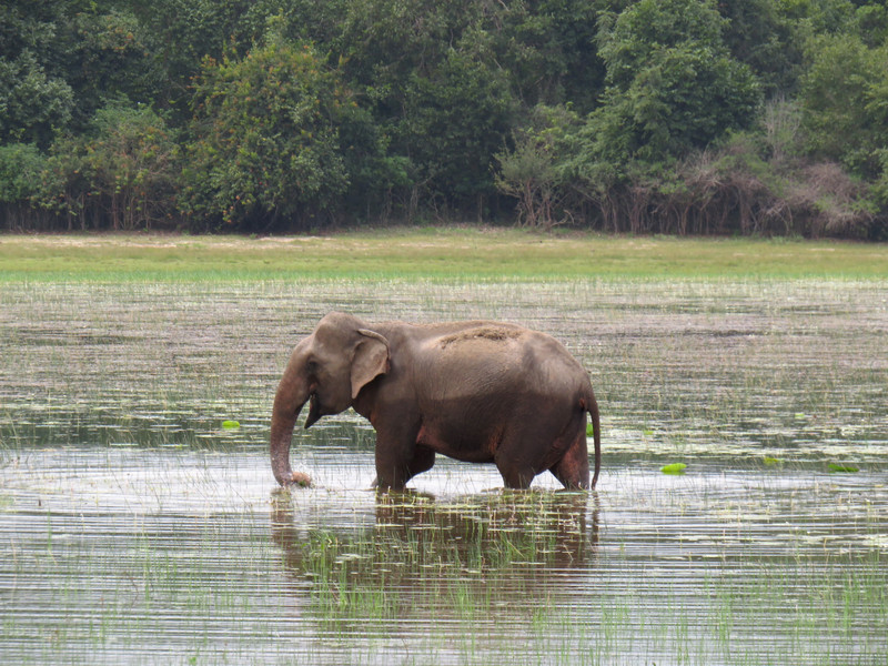 Hungry elephant in Wilpattu National Park