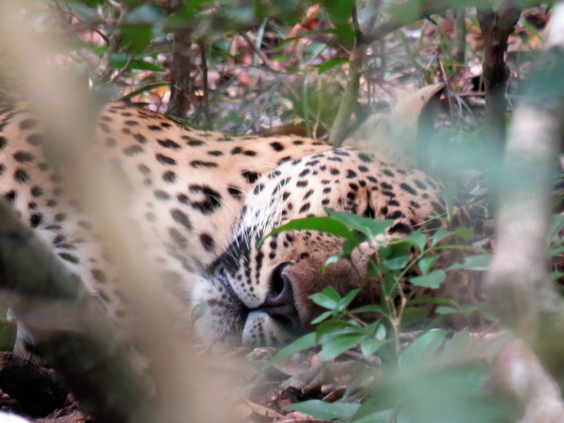 Sleepy leopard in Wilpattu National Park