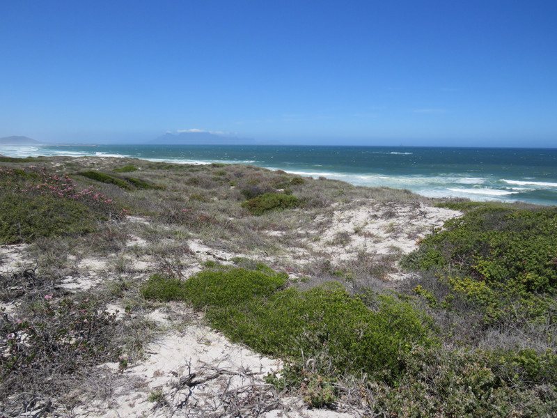 Koeberg Nature Reserve; Table Mountain in the distance