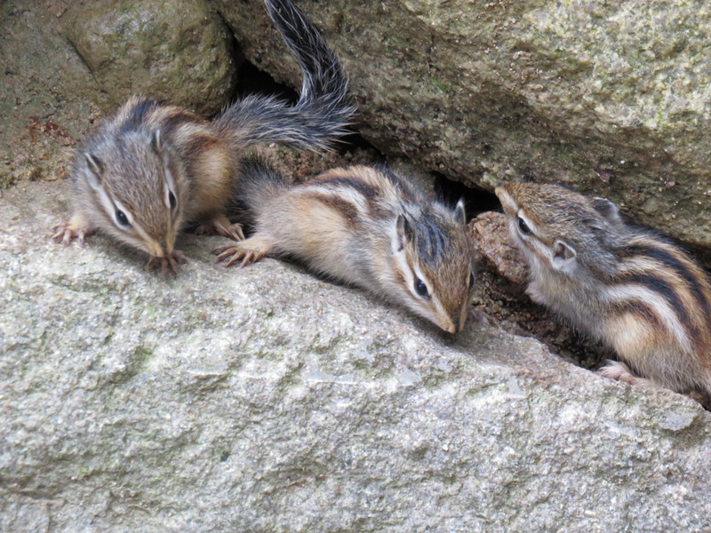 Baby chipmunks at Seokguram Grotto