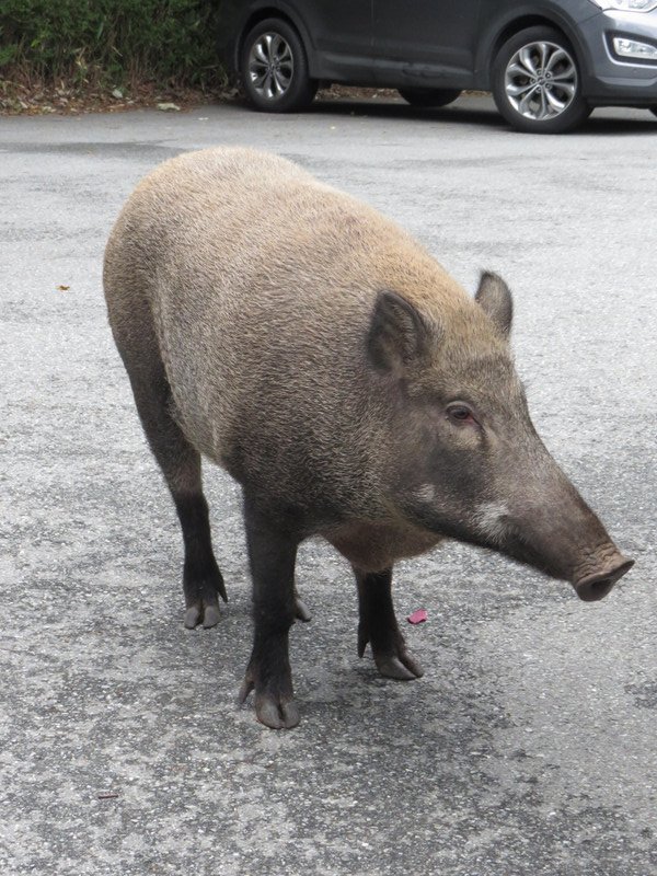 Not so wild wild boar in the car park of Haeinsa Temple