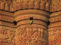 Parakeet at Qutb Minar, Delhi