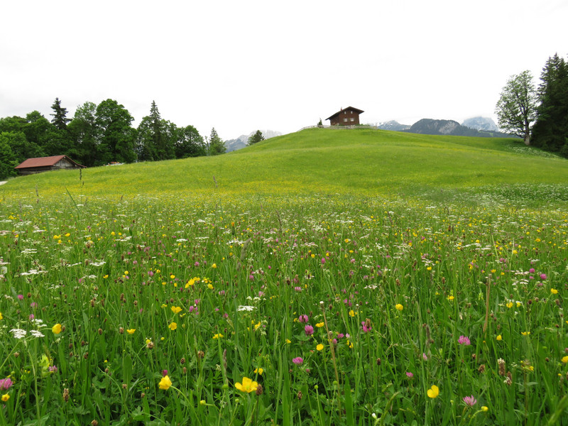 Wildflowers above Garmisch-Partenkirchen