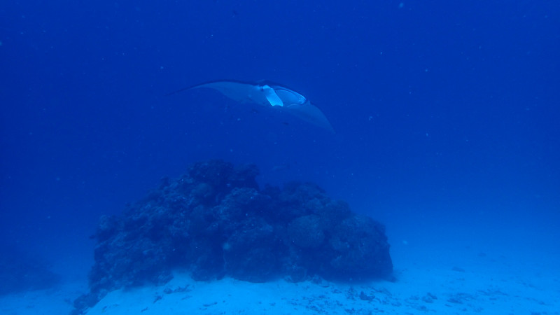 Manta Ray while diving at German Channel