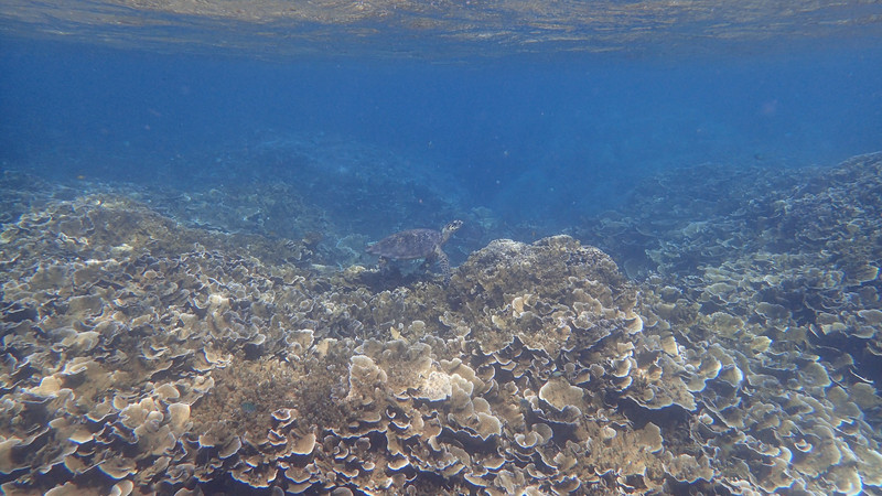 Turtle while snorkelling